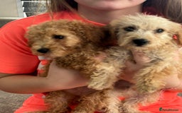 Jackapoo dogs for sale: Cream jackapoos f1b short legged  - Image 21