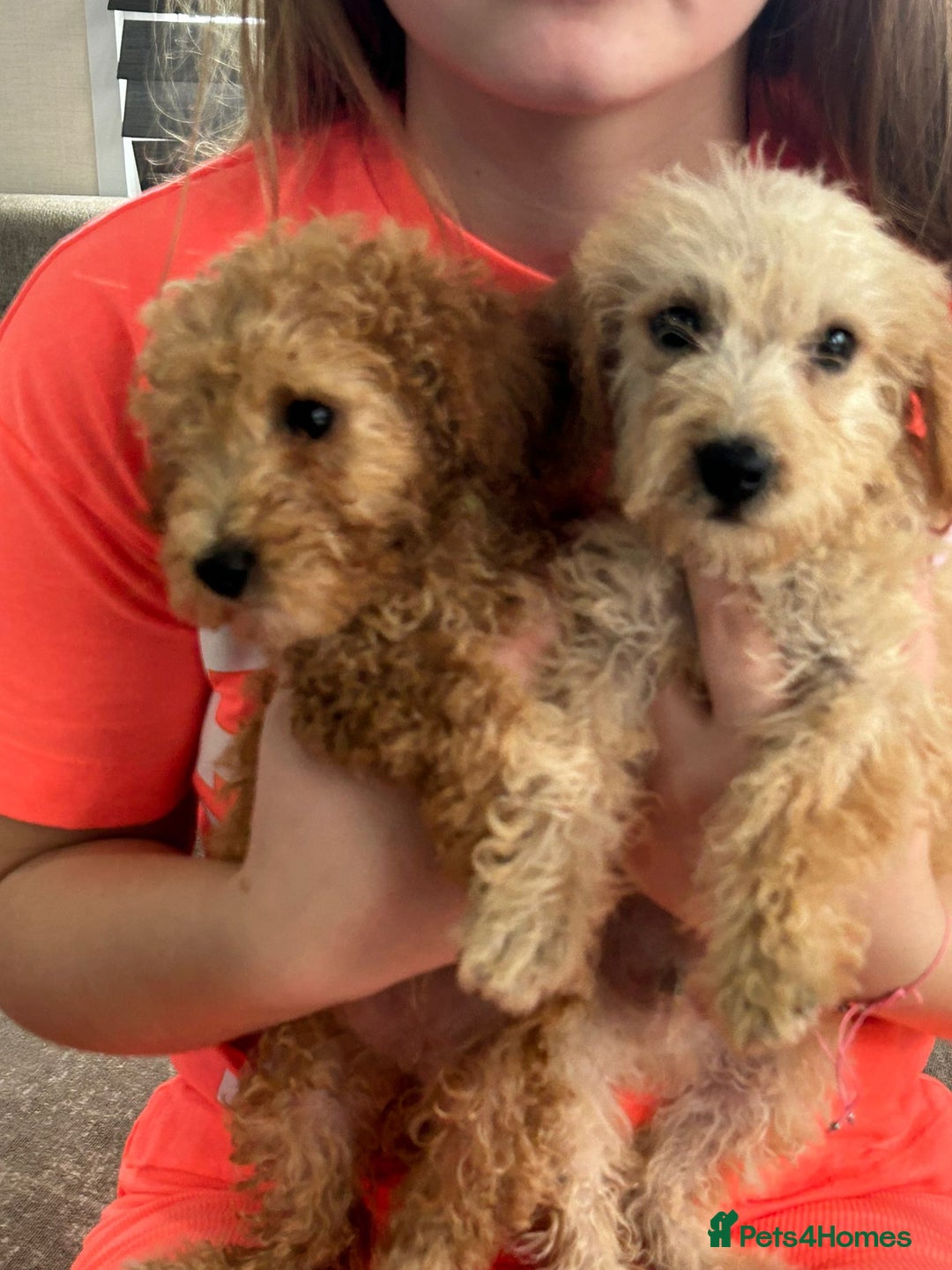 Jackapoo dogs for sale: Cream jackapoos f1b short legged  - Image 21