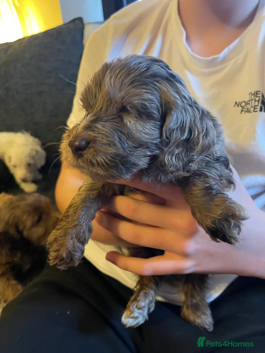 Cockapoo dogs for sale: f1 stunning toy cockerpoo  - Advert 10