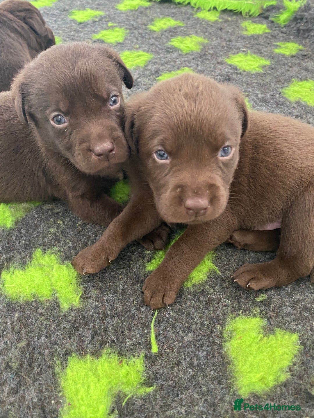 Labrador Retriever dogs for sale: Chocolate Labrador puppies  in Whitchurch - Image 1