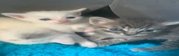 Bengal cats for sale: Bengal/khao manee kittens  - Advert 5
