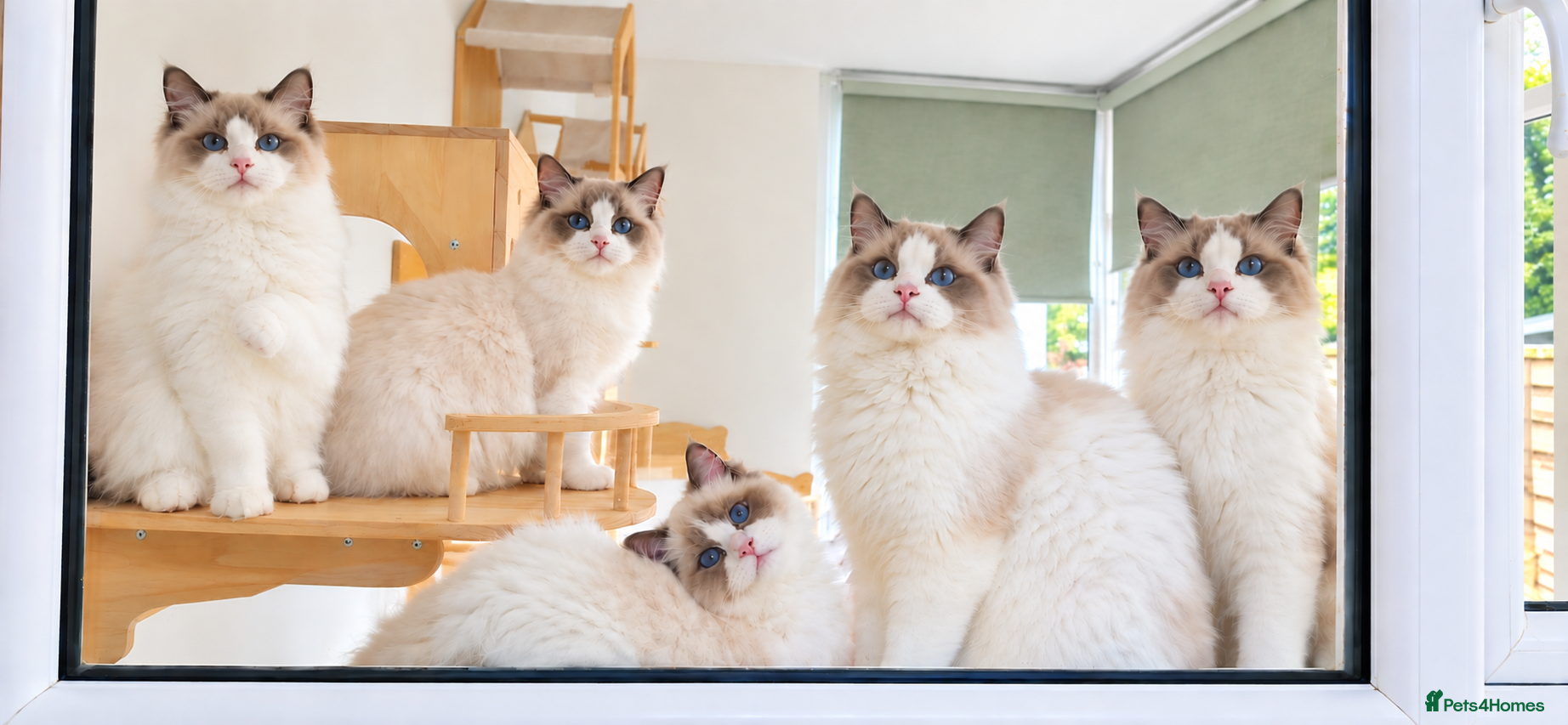 Ragdoll cats Beautiful GCCF-registered Ragdoll boys ready now. - Advert 2