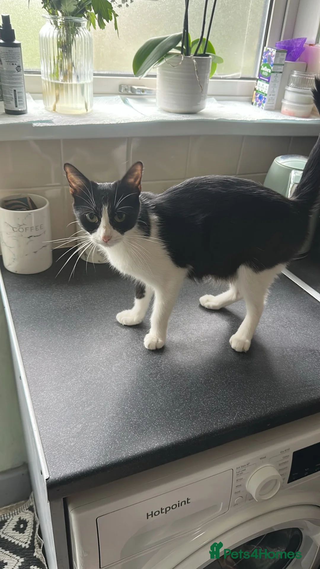Mixed Breed cats for sale: Cat For Sale - Advert 1