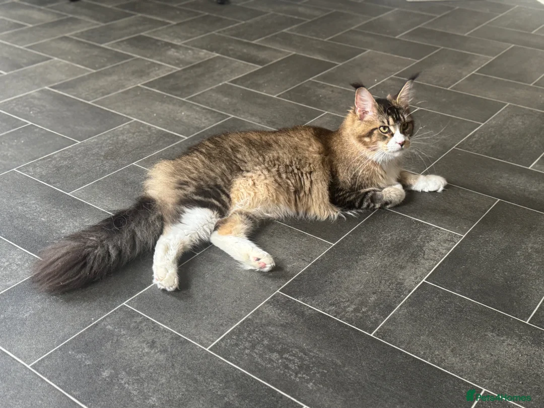 Maine Coon cats for sale: Female Maine Coon For Rehoming - Advert 2