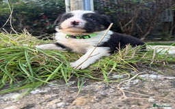 Bearded Collie dogs for sale: 🚨3/4 BEAUTIFUL BEARDIE PUPPIES 🚨 - Image 15