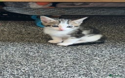 Mixed Breed cats for sale: Mixed kittens for sale - Image 2