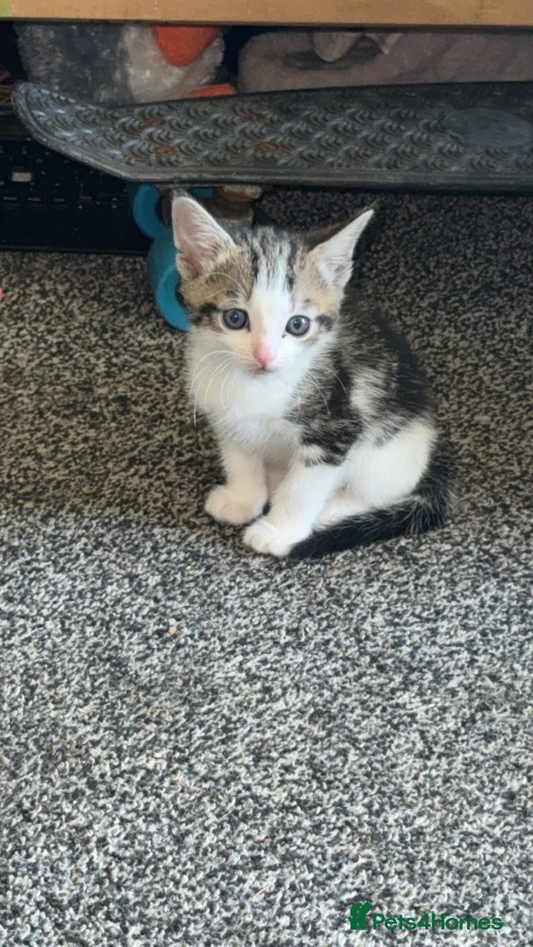 Mixed Breed cats for sale: Mixed kittens for sale - Image 2