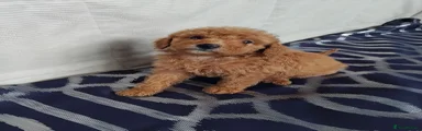 Cavapoo 4