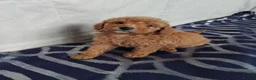 Cavapoo dogs for sale: Beautiful cavapoo puppies  - Advert 10