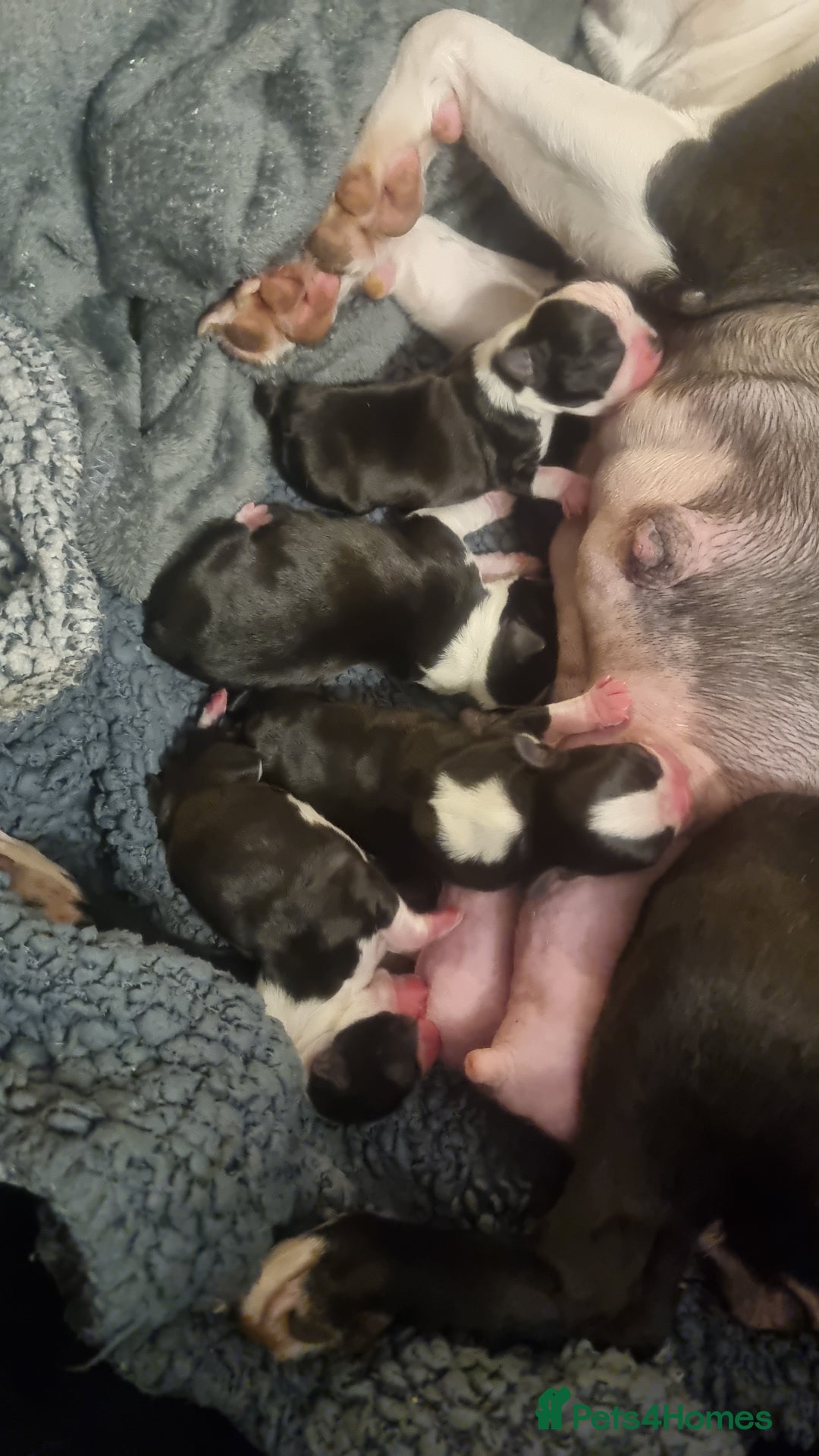 Boston Terrier dogs for sale: 4th Generational Outstanding Pups - Advert 2
