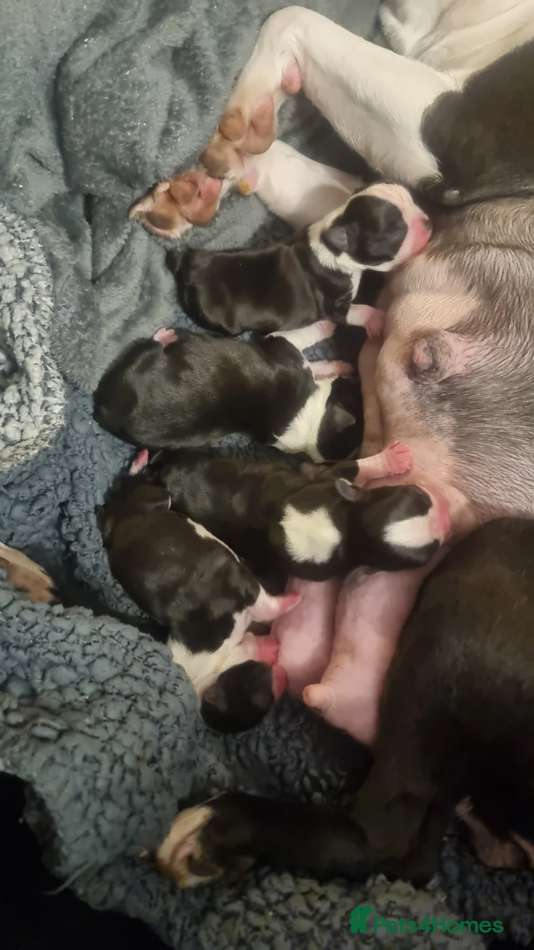 Boston Terrier dogs for sale: 4th Generational Outstanding Pups - Advert 4