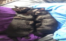 Mixed Breed cats for sale: 5 Black kittens - Image 7