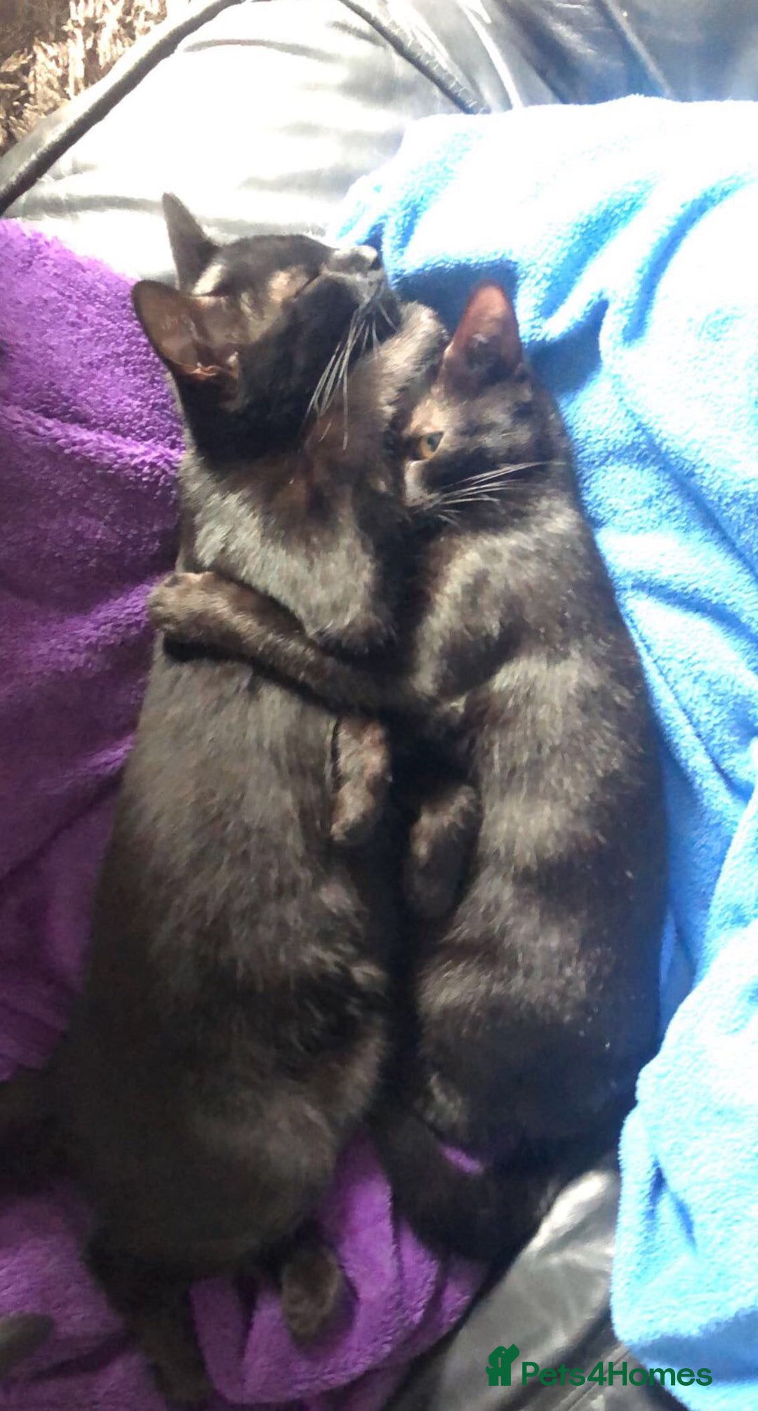 Mixed Breed cats for sale: 5 Black kittens - Image 7