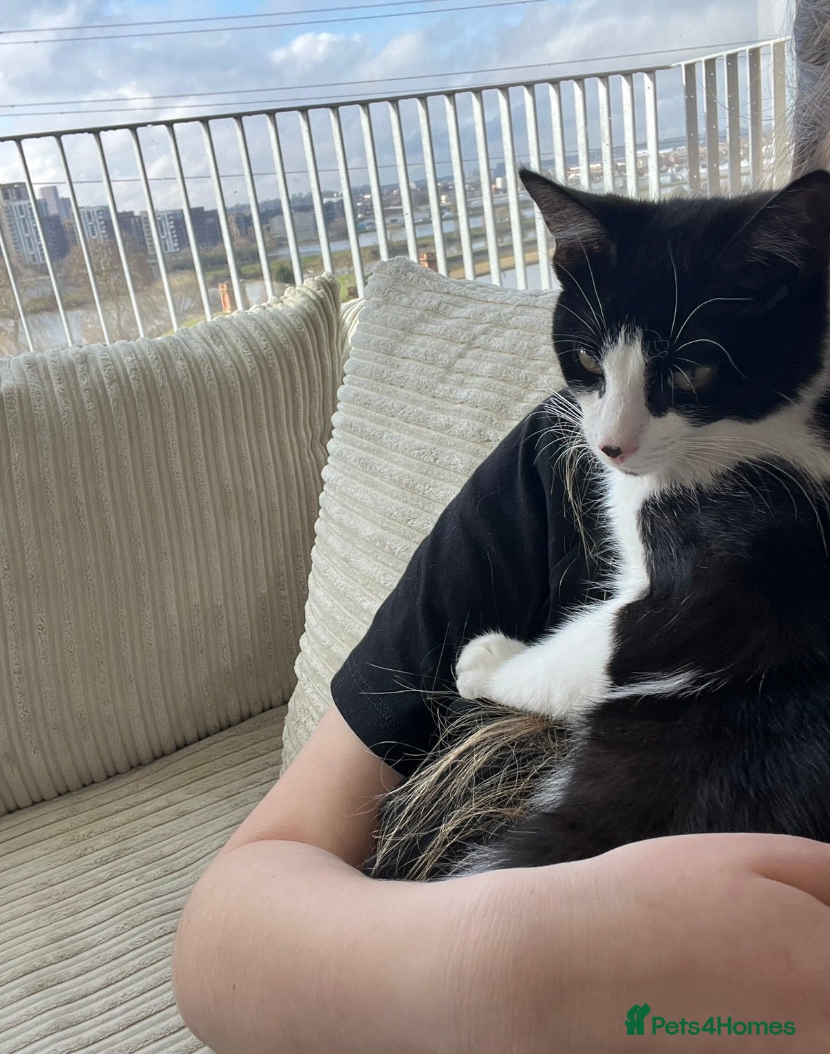 Mixed Breed cats Adorable Tuxedo Boy Cat - Advert 1
