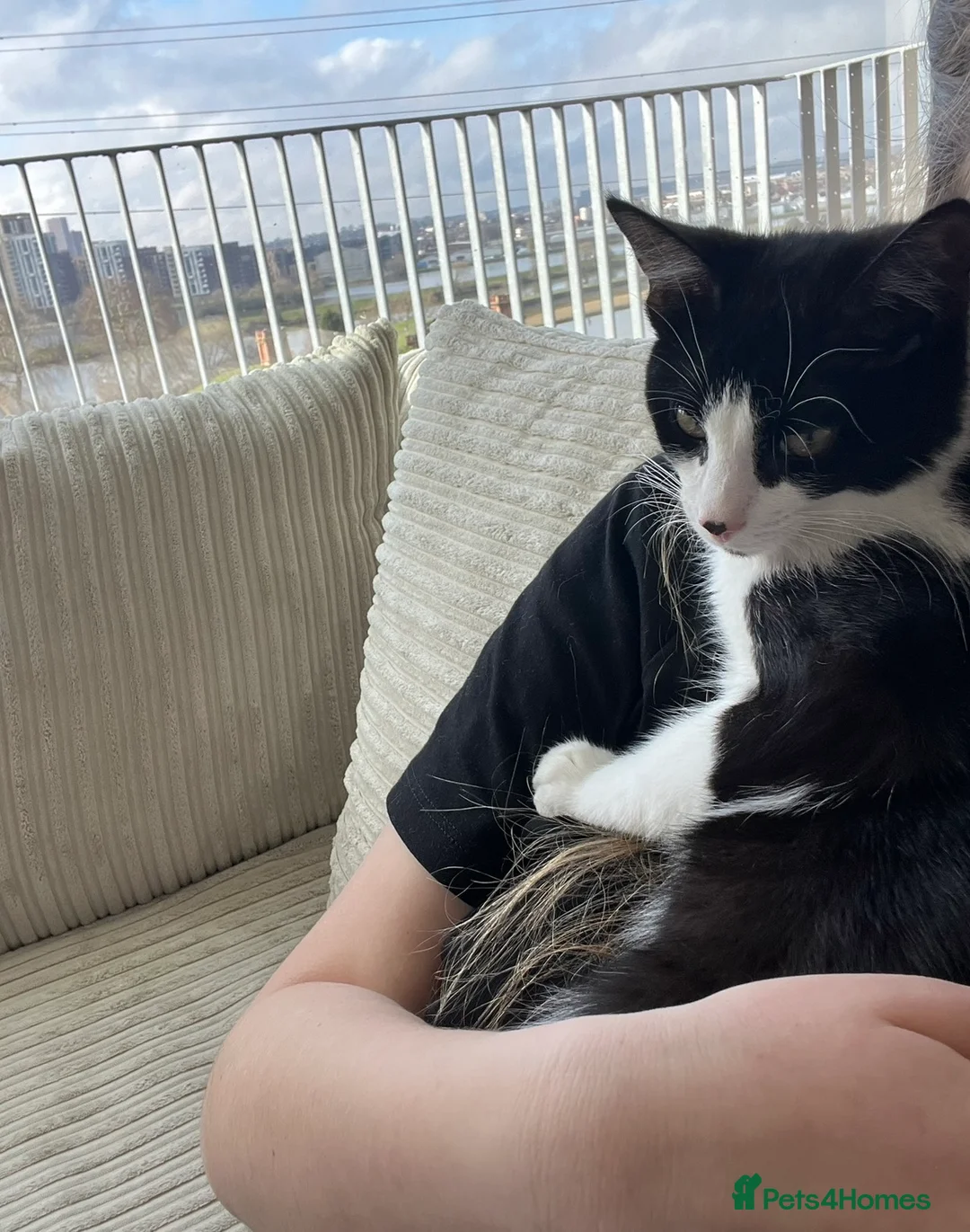 Mixed Breed cats for sale: Adorable Tuxedo Boy Cat in London - Advert 1