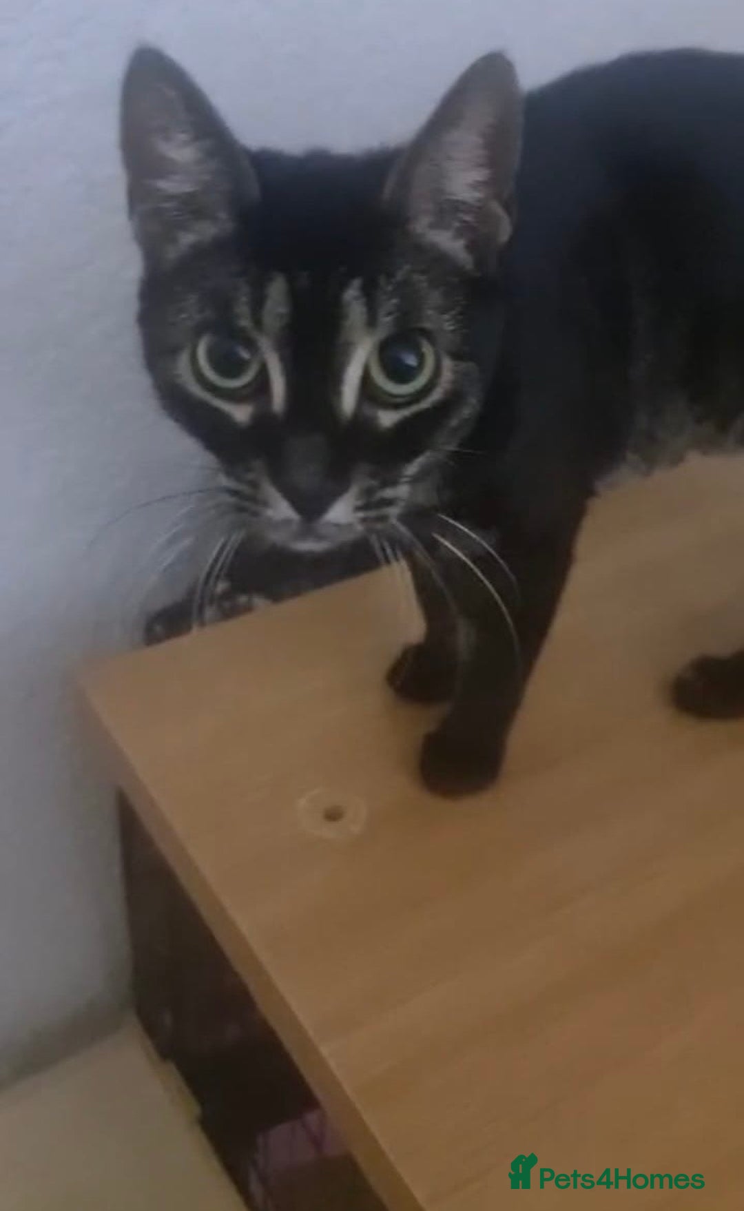 Mixed Breed cats for adoption: zoe 6 month rescue needs her own home - Advert 1