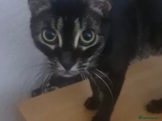 Mixed Breed cats zoe 6 month rescue needs her own home - Advert 5