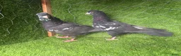 Pigeons birds for sale: Vaccinated Pakistani Pigeons – 20 Pairs - Advert 15