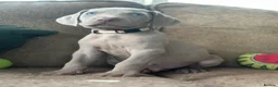 Weimaraner dogs for sale: 🐾Ready Now KC REG SILVER WEIMARANER PUPPIES 🐾 - Advert 29