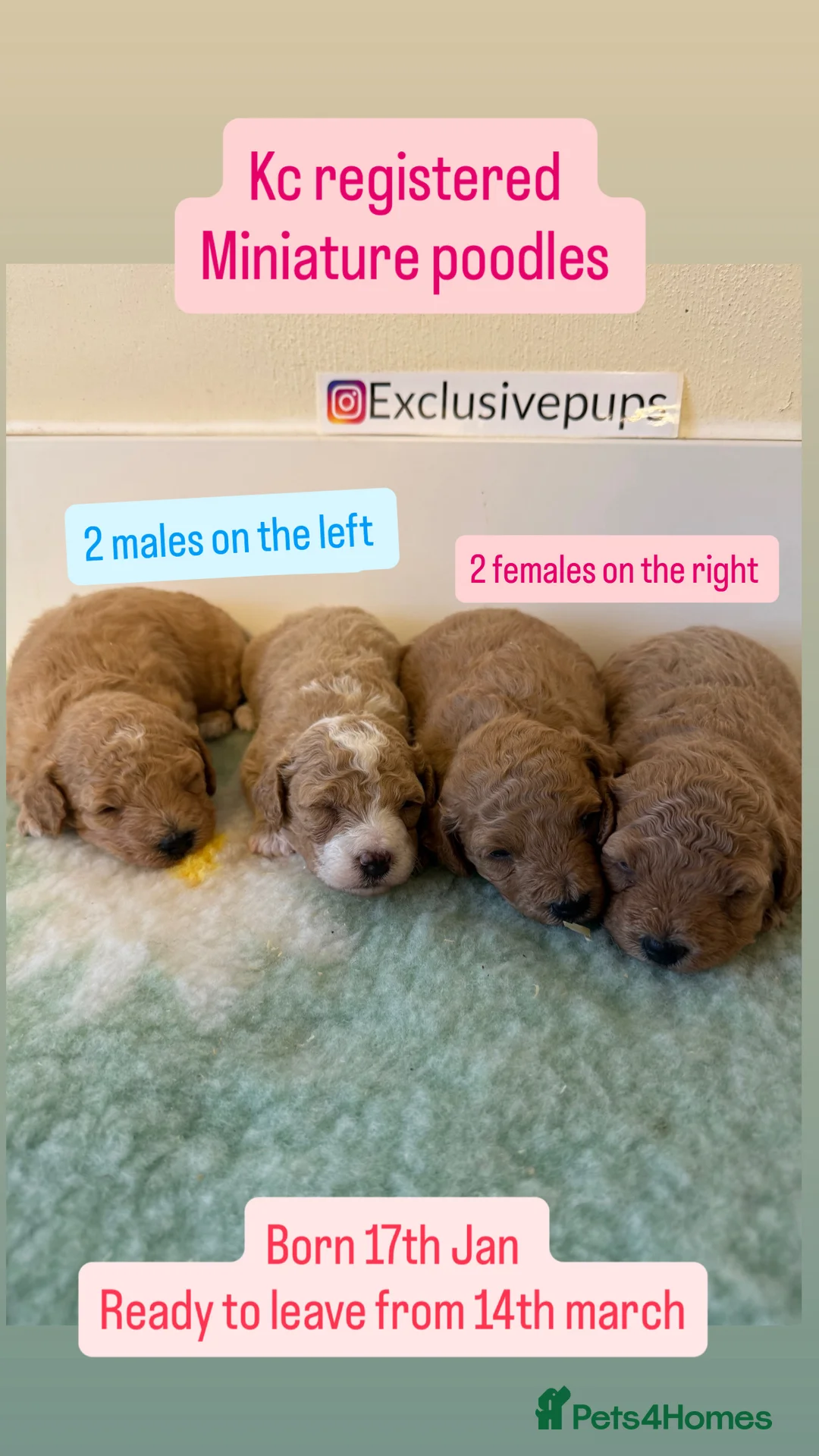 Miniature Poodle dogs for sale: 🧬✅KENNEL CLUB REGISTERED MINIATURE POODLES   - Advert 1