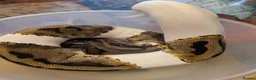 Python Snake reptiles for sale: Royal pythons - Advert 3