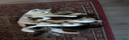 Mixed Breed cats for sale: Persian mix cross - Advert 11