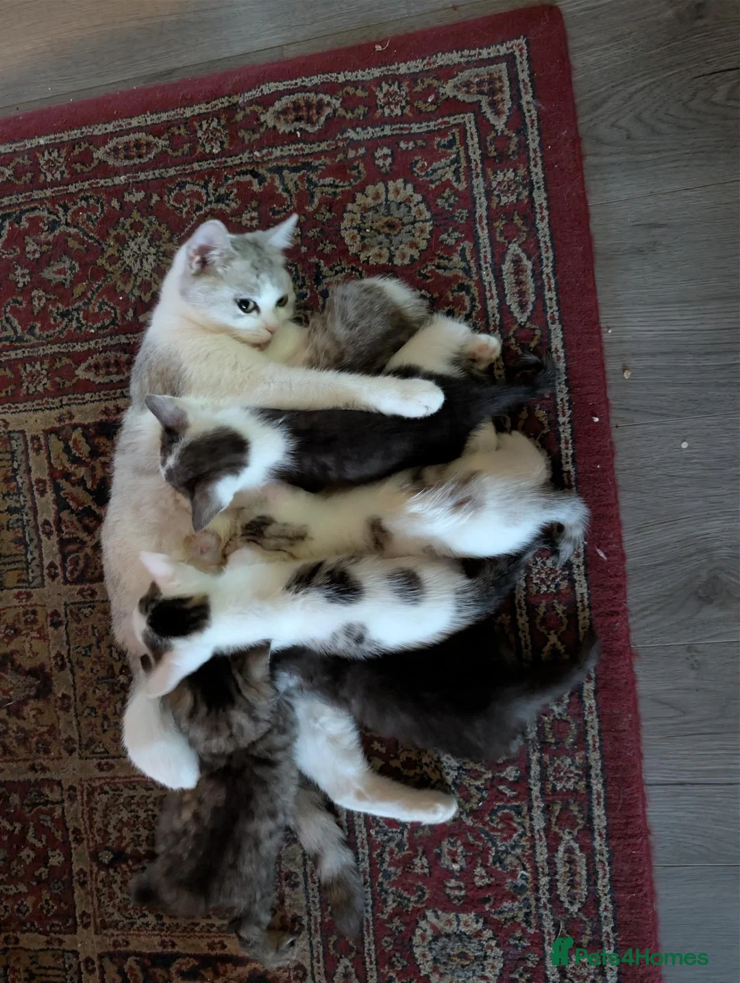 Mixed Breed cats for sale: Persian mix cross - Advert 11