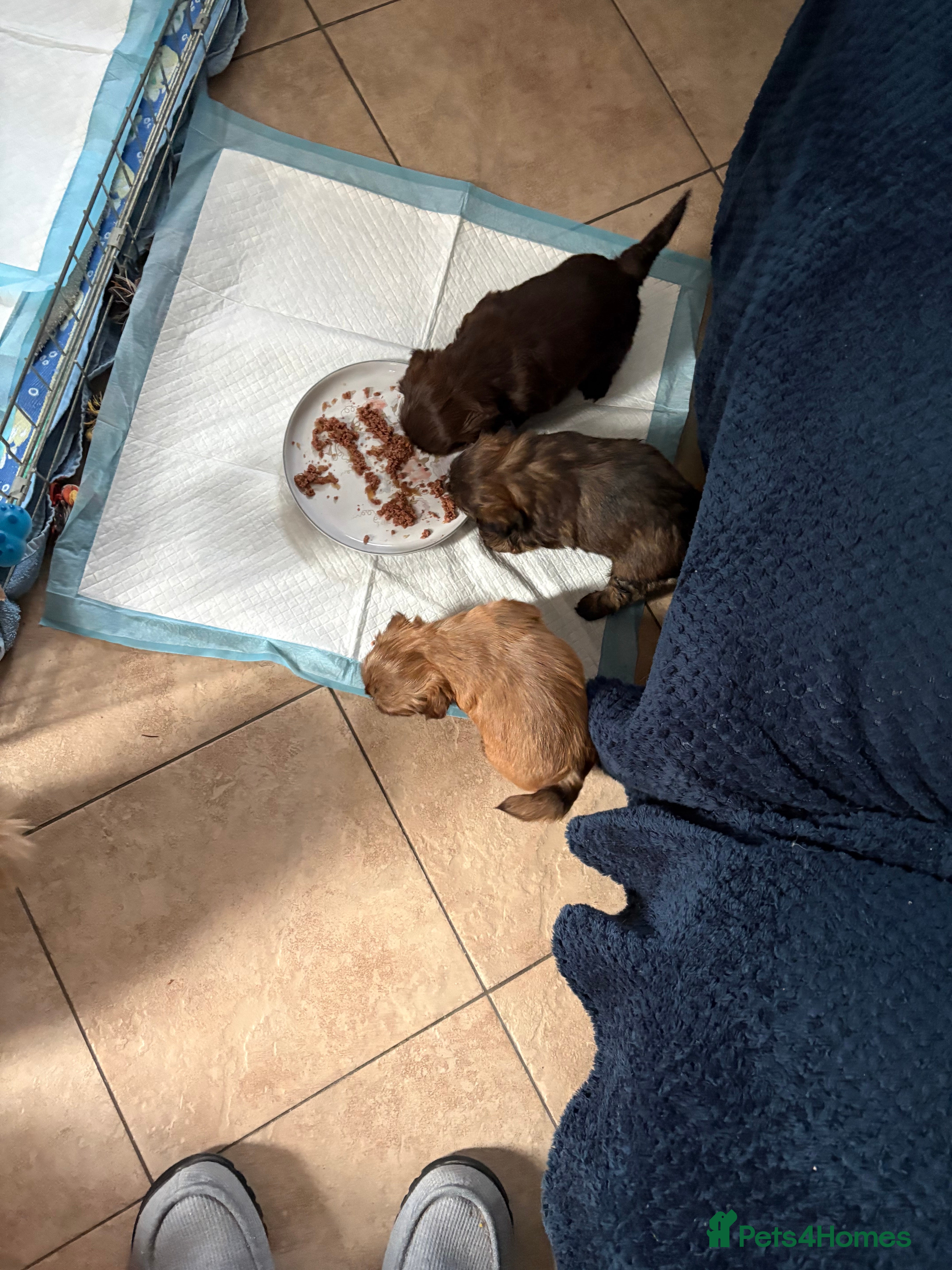 Shih Tzu dogs Karashishi shih tzu - Advert 20