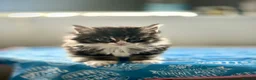 Maine Coon cats for sale: 4 Maine Coon kittens -friendly, cuddly, ready may - Advert 12