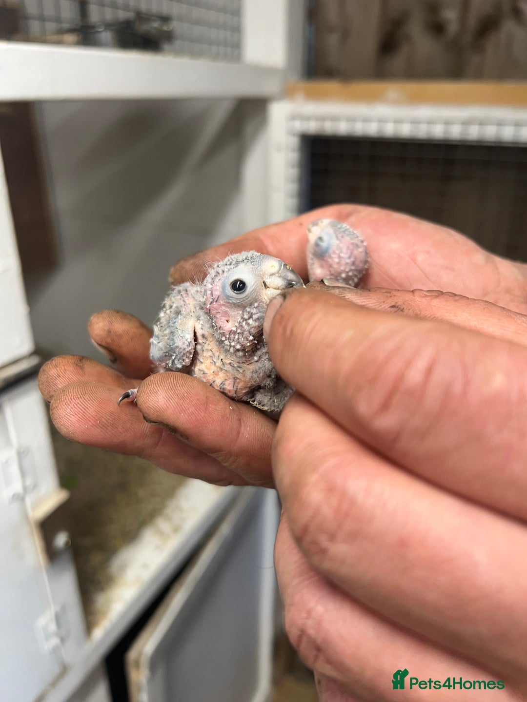 Conures birds for sale: 3 hand reared maroon bellied conures  - Image 9