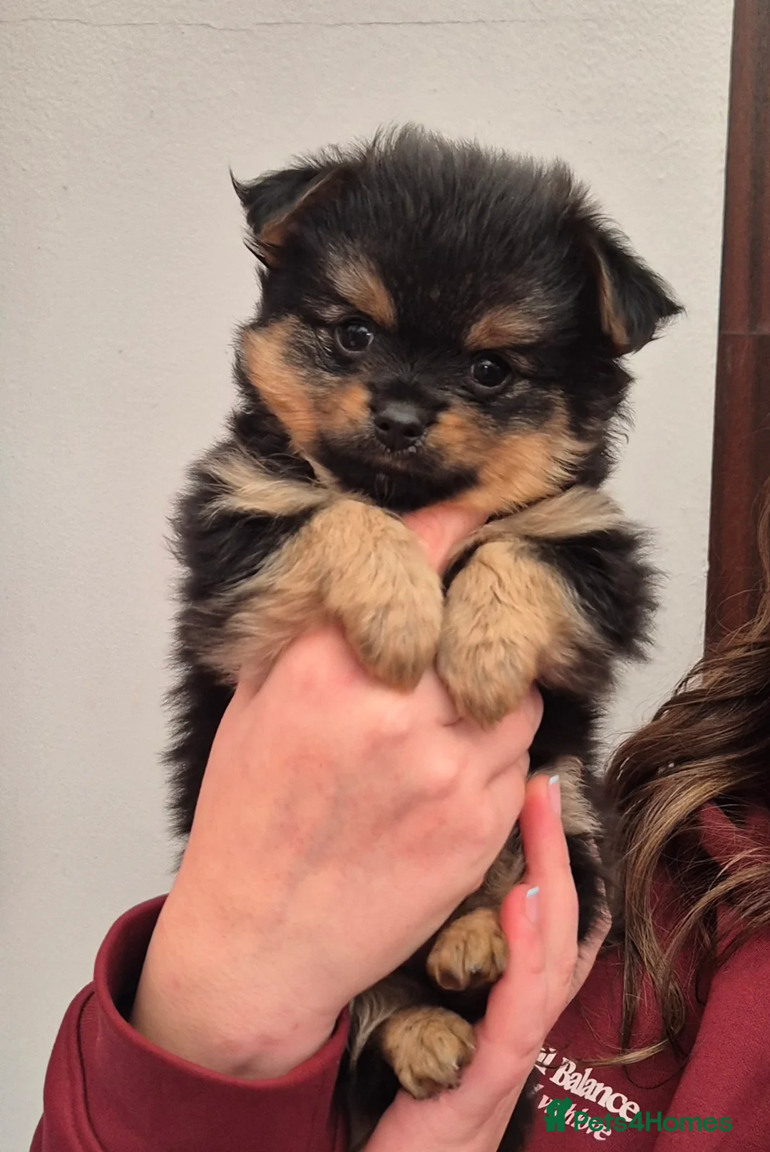 Mixed Breed dogs for sale: TINY yorkie x minature pom puppies - Advert 2
