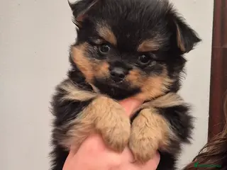 Mixed Breed dogs TINY yorkie x minature pom puppies - Advert 7