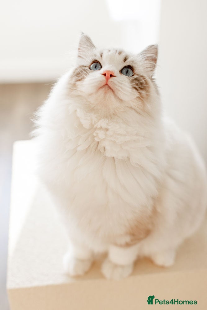 Ragdoll cats Stunning Seal Bicolour Lynx Ragdoll (stud only) - Advert 11