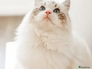 Ragdoll cats Stunning Seal Bicolour Lynx Ragdoll (stud only) - Advert 11