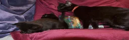 Mixed Breed cats for sale: Ragdoll Mixed Kittens - Advert 7