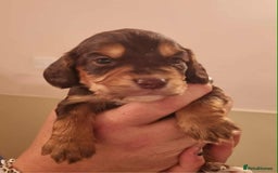 Cocker Spaniel dogs for sale: Gorgeous Health Tested Working Cocker Spaniels - Image 25