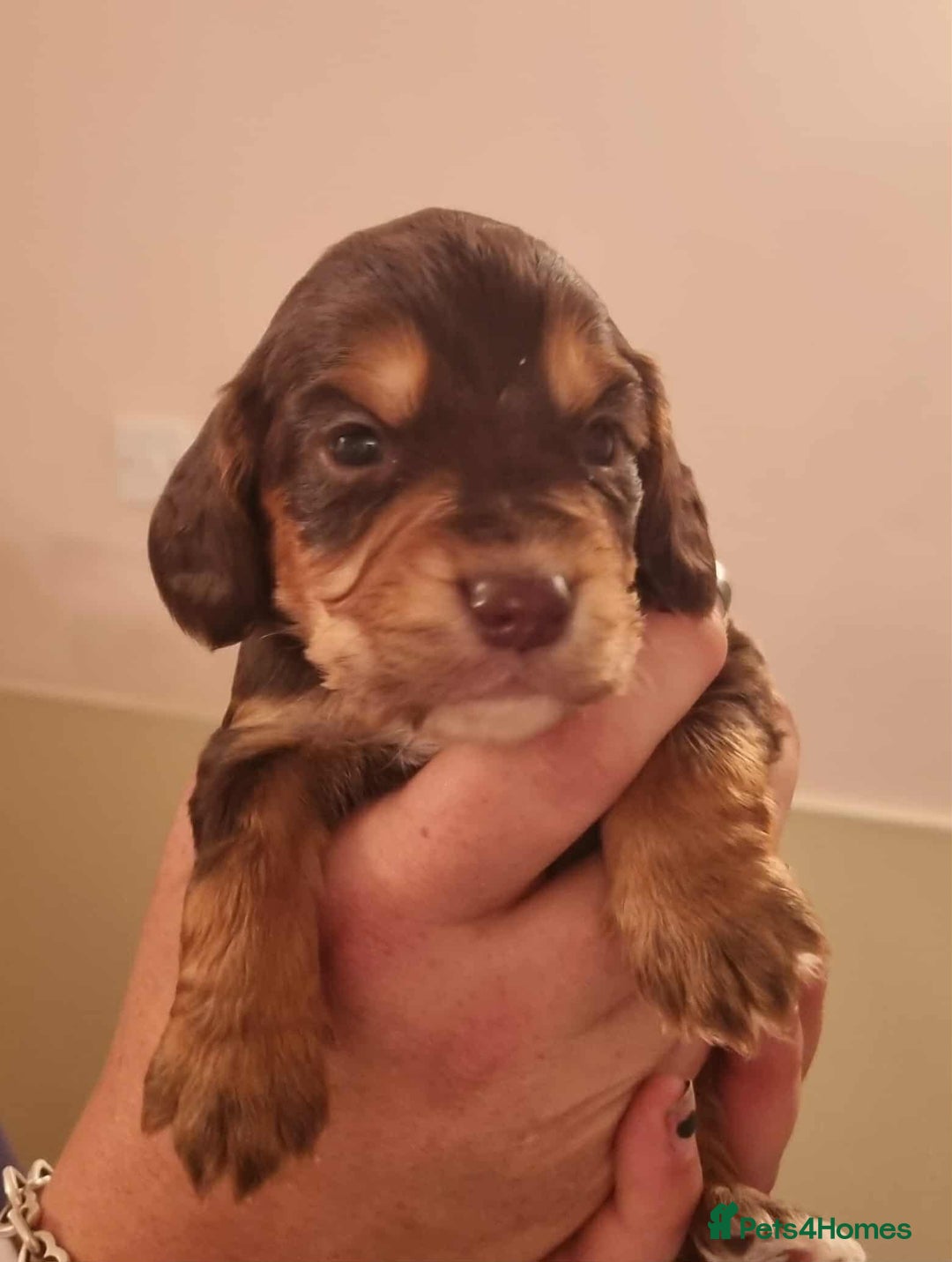 Cocker Spaniel dogs for sale: Gorgeous Health Tested Working Cocker Spaniels - Image 25