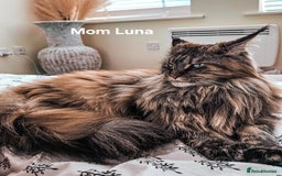 Maine Coon cats for sale: Maine Coon kittens World Champion bloodline ❤️ - Image 10