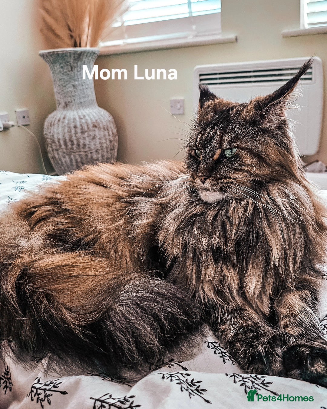 Maine Coon cats for sale: Maine Coon kittens World Champion bloodline ❤️ - Image 10