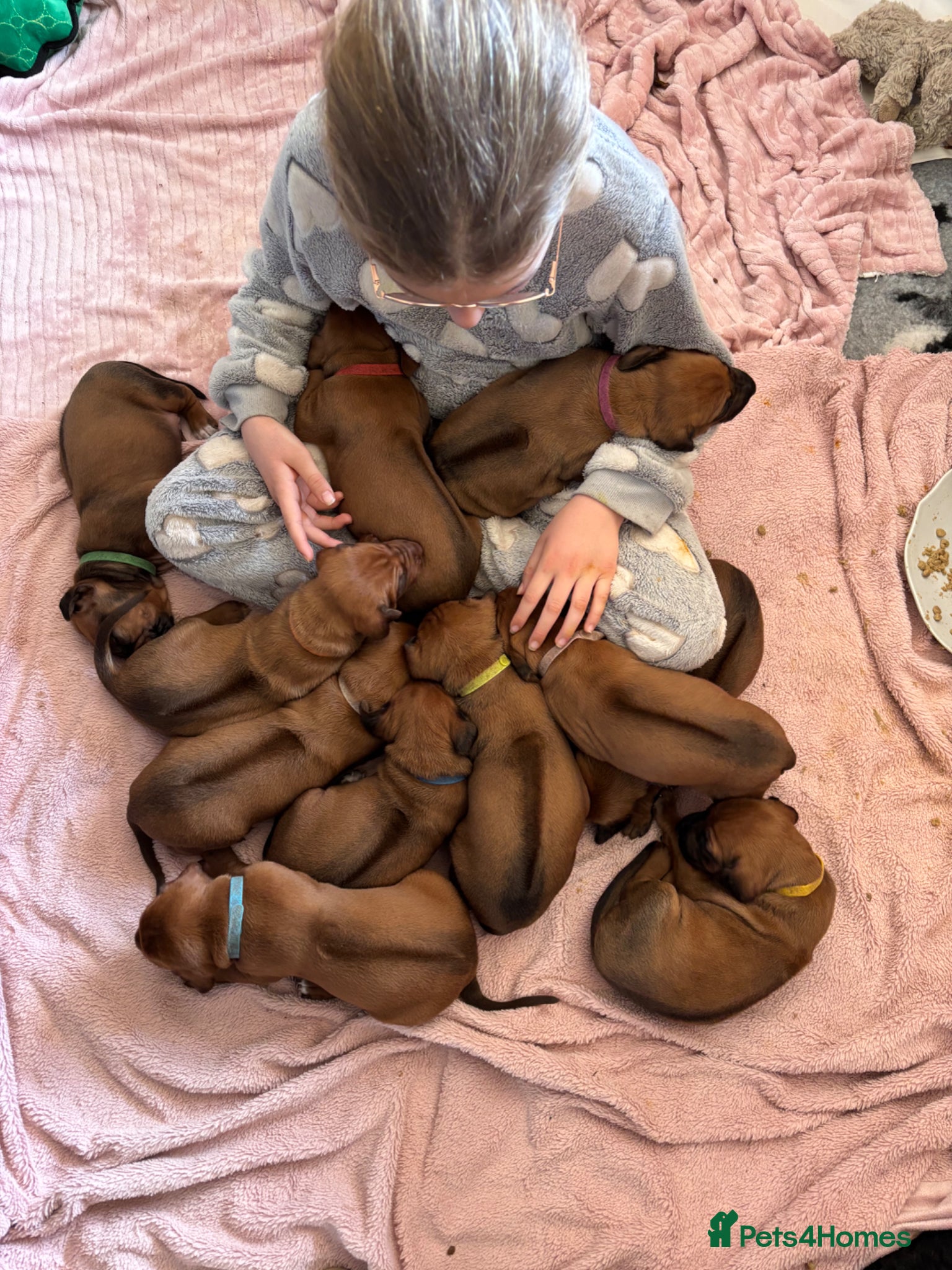 Rhodesian Ridgeback dogs Exceptionally Health Tested/Family Home. Kc Reg - Advert 2