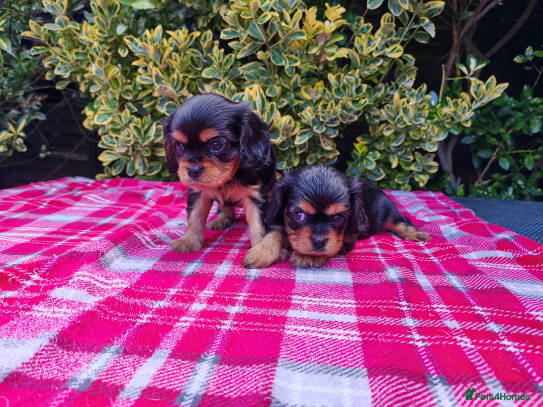 Cavalier King Charles Spaniel dogs for sale: KC Beautiful Cavalier King Charles puppies - Image 8