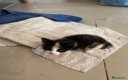 Mixed Breed cats for sale: Litter of 4 cats  - Image 10
