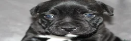 Staffordshire Bull Terrier dogs for sale: Extensively Health Tested KC S.B.T - Advert 14