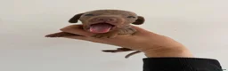 Miniature Dachshund dogs for sale: Beautiful dachshund puppies  - Advert 9