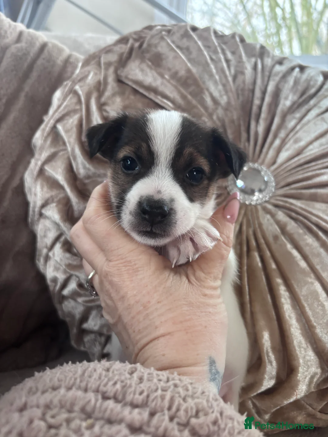Jack Russell dogs for sale: Chunky Jack Russell pups - Advert 7
