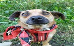 Mixed Breed dogs for adoption: 💖🐶 BONNY 🐶💖 - Image 9