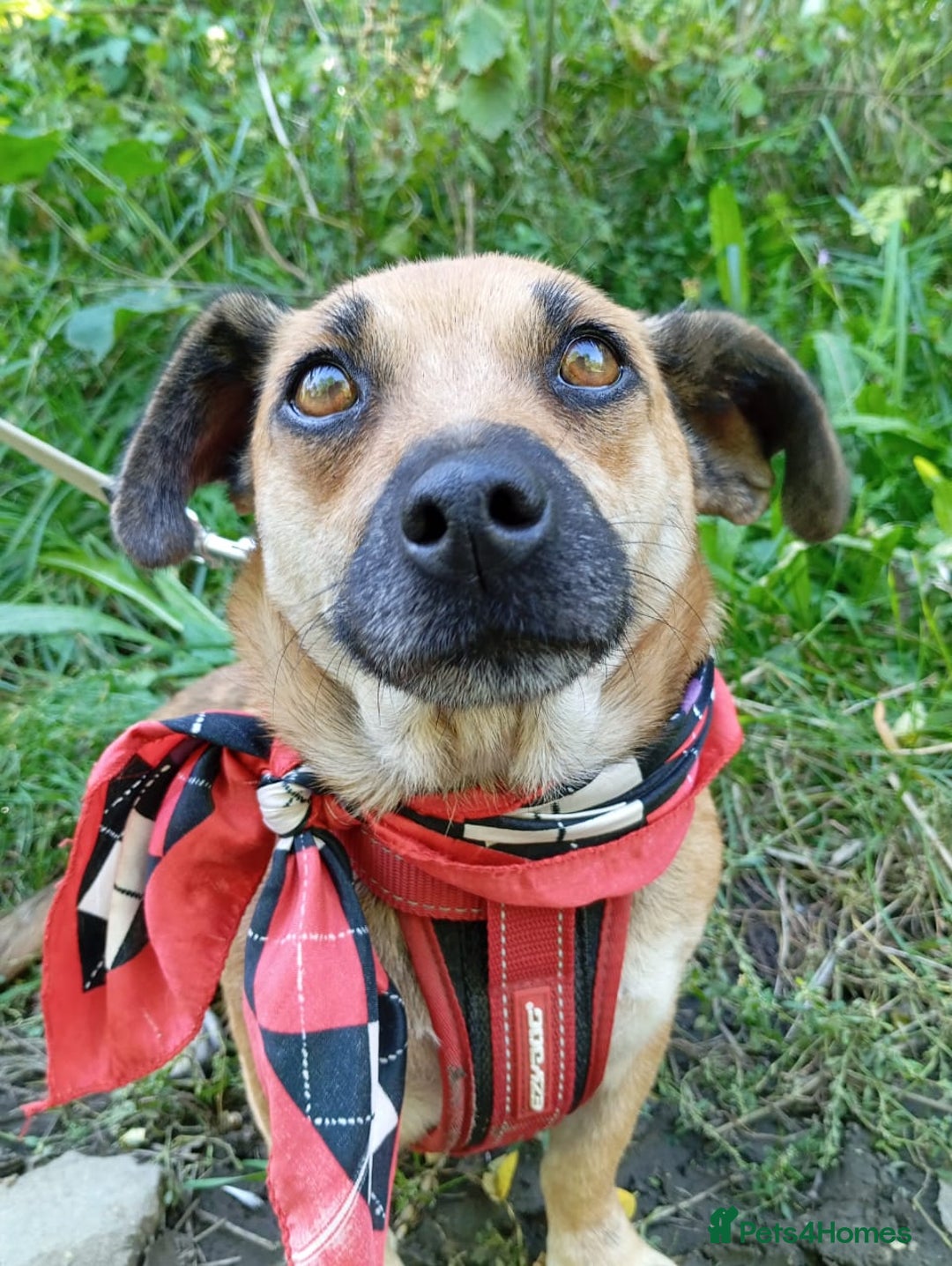 Mixed Breed dogs for adoption: 💖🐶 BONNY 🐶💖 - Image 9