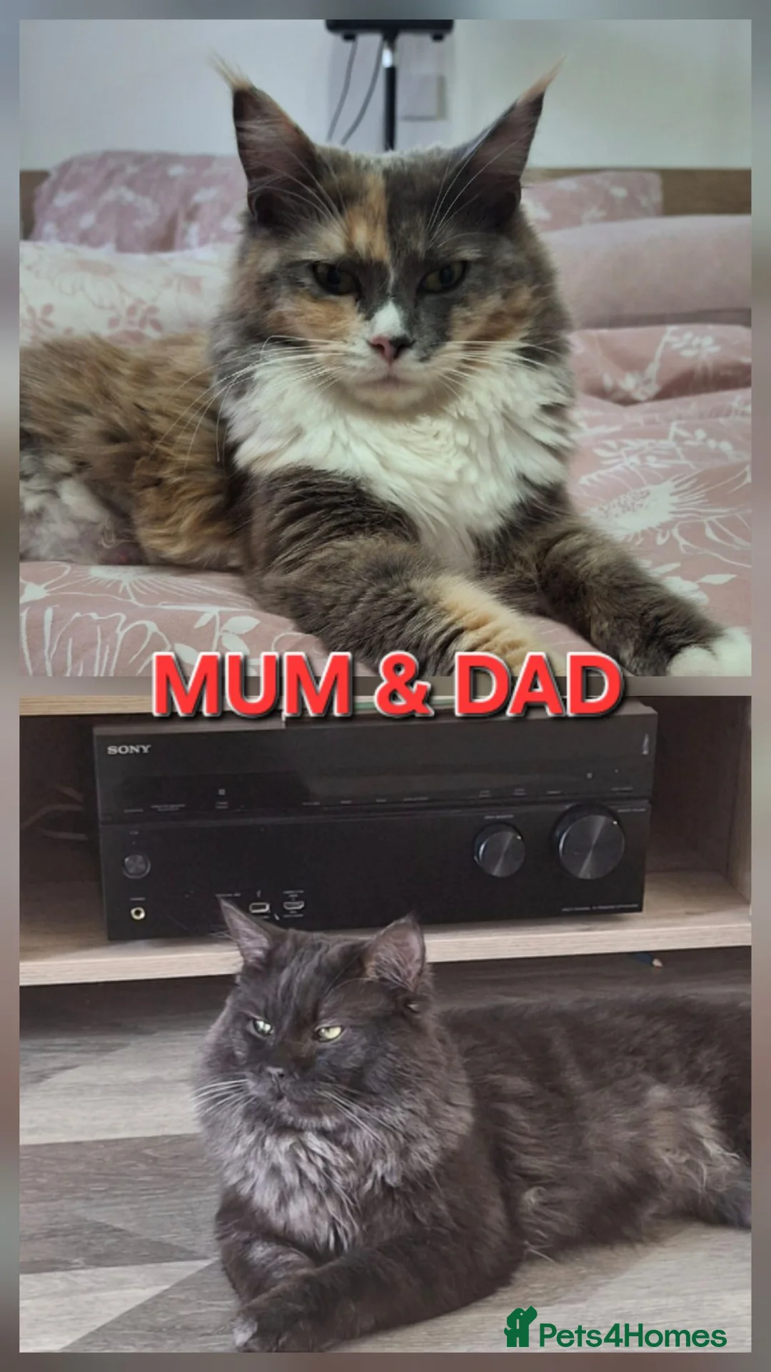 Mixed Breed cats for sale: Rare ragcoon 🥰🥰 - Advert 2