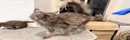 Maine Coon cats for sale: 2 Full Pedigree Maine Coon Kittens  - Advert 7