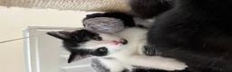 Mixed Breed cats for sale: 1 Beautiful girl Kitten in Great Malvern - Advert 12